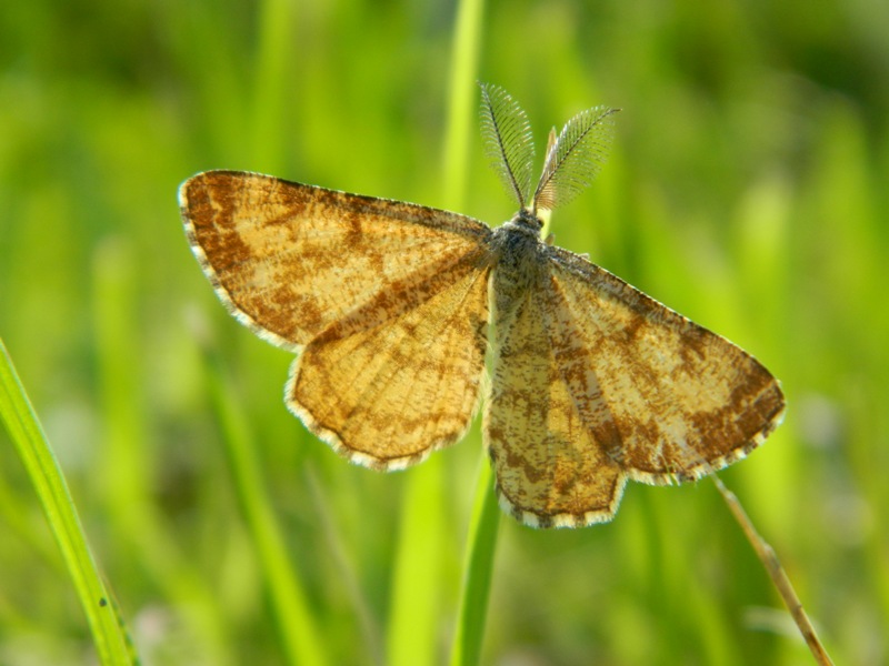 Thymelicus sp. ?